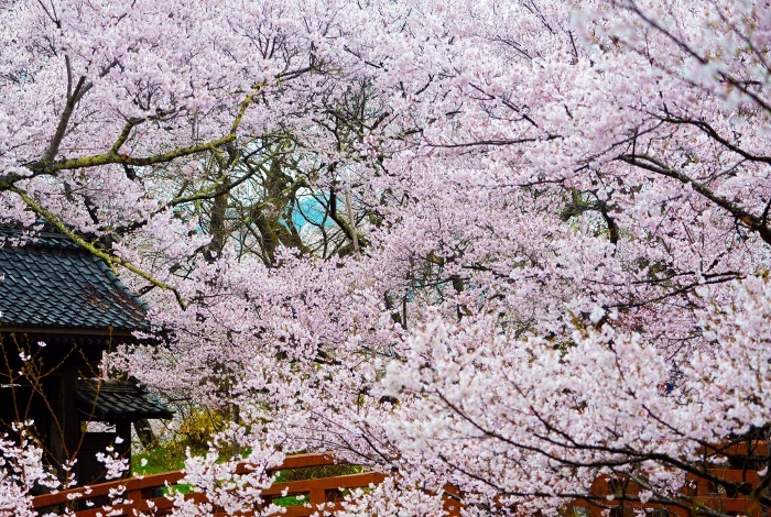 Cherry blossoms in full bloom all over Takato Joshi Park, the first of its kind in Japan.