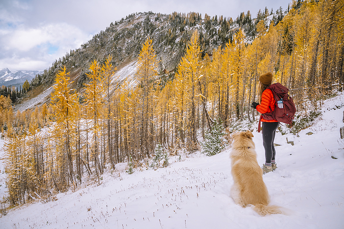 Female Hiker and Dog Hiking Through Larches In The Fall, Leavenworth, Washington, United States