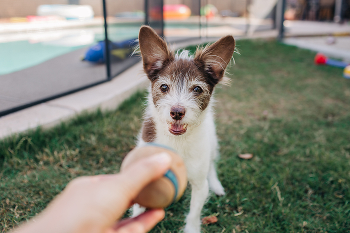 Happy rat terrier playing fetch in backyard in summertime, Phoenix, Arizona, United States