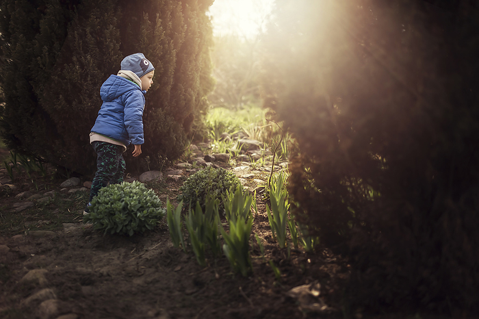 Small boy in blue jacket and blue hat exploring garden in aftern, Gryfino, West Pomeranian Voivodeship, Poland