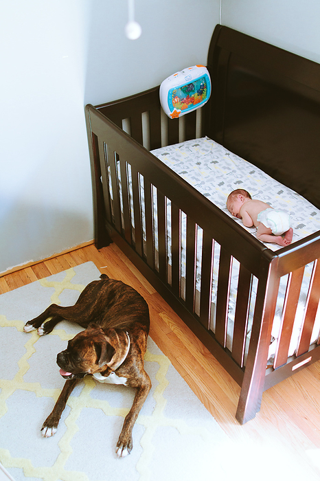 A brindle boxer dog lays next to a crib with a sleeping baby boy, USA, Minnesota, Minneapolis
