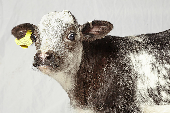 Jersey cross calf Jersey cross calf., Photo by DK IMAGES SCIENCE PHOTO LIBRARY