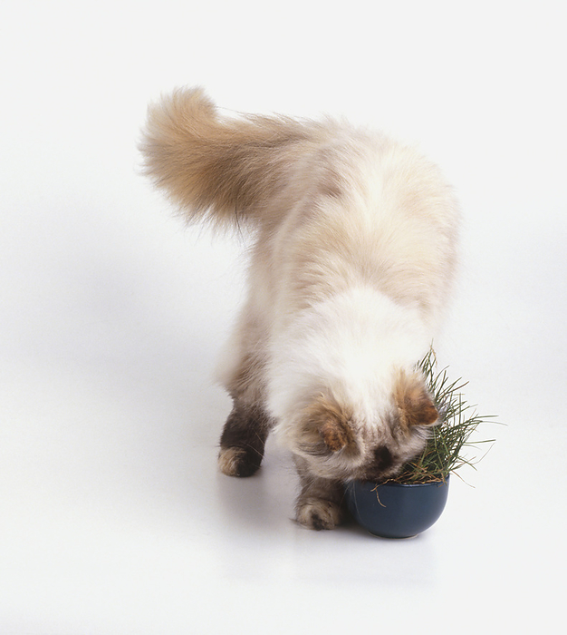 Colourpoint cat with nose in pot of grass Colourpoint cat with nose in pot of grass., Photo by DK IMAGES SCIENCE PHOTO LIBRARY