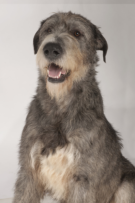 Irish wolfhound Irish wolfhound, 21 month old male dog, brindle., Photo by DK IMAGES SCIENCE PHOTO LIBRARY