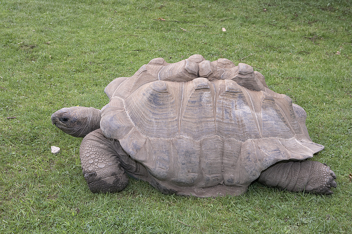 Aldabra giant tortoise Aldabra giant tortoise  Aldabrachelys gigantea ., Photo by DK IMAGES SCIENCE PHOTO LIBRARY