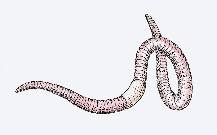 Earthworm, illustration Earthworm, illustration., Photo by DK IMAGES SCIENCE PHOTO LIBRARY