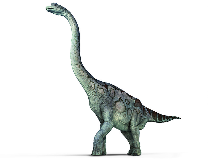 Brachiosaurus, illustration Brachiosaurus, illustration. This large sauropod dinosaur lived 155.7 million to 150.8 million years ago during the mid to late Jurassic Period. Brachiosaurus are thought to have travelled in herds, moving on after they had exhausted the vegetation in a particular area., Photo by DK IMAGES SCIENCE PHOTO LIBRARY