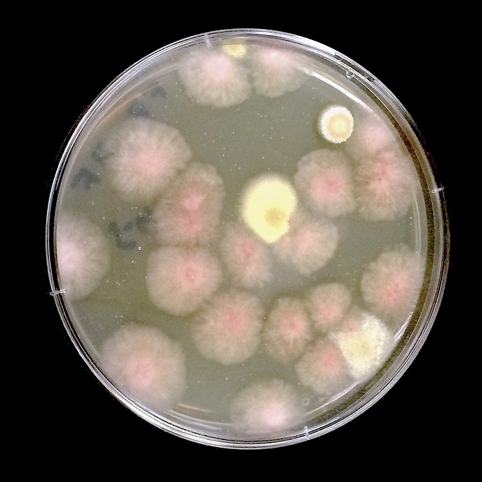 Petri dish containing fungi colonies collected from the ISS Petri dish containing colonies of fungi from NASA s Microbial Tracking 1 experiment. This sample was collected on the International Space Station on the 5th and 6th of May 2015., Photo by NASA JPL Caltech SCIENCE PHOTO LIBRARY