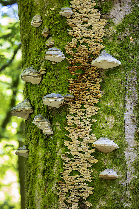 Fungi growing on a tree trunk Various fungi including bracket mushrooms and horse shoe mushrooms on a beech tree in Jiffy Knott Woods near Ambleside, Lake District, UK., Photo by ASHLEY COOPER SCIENCE PHOTO LIBRARY