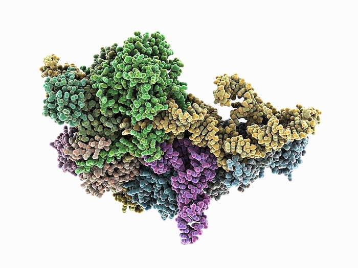 Human ribonuclease P with mature tRNA, molecular model Human ribonuclease P with mature tRNA, molecular model. The image shows the ribozyme ribonuclease P  green, beige, cyan  cleaving pre tRNA  yellow  to form functional tRNA  pink ., Photo by LAGUNA DESIGN SCIENCE PHOTO LIBRARY