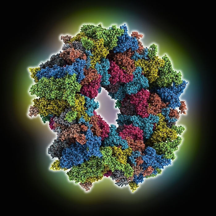 Betaherpes virus portal, molecular model Betaherpes virus portal, molecular model. The image shows a portal vertex in the capsid of the human cytomegalovirus  HCMV , a Herpes virus., Photo by LAGUNA DESIGN SCIENCE PHOTO LIBRARY