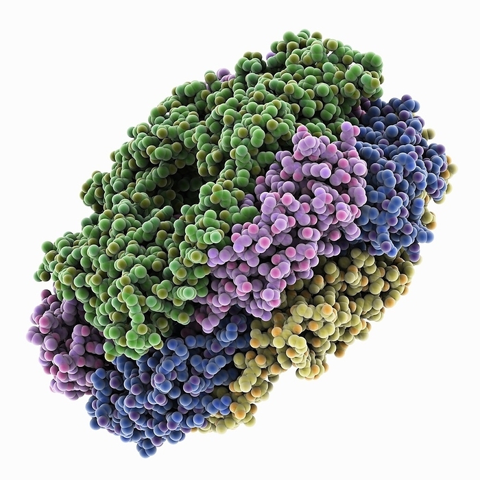 C Phycocyanin, molecular model C Phycocyanin, molecular model. Phycocyanin is a pigment protein complex from the light harvesting phycobiliprotein family. The image shows the two subunits A  pink and blue  and B  green and yellow ., Photo by LAGUNA DESIGN SCIENCE PHOTO LIBRARY