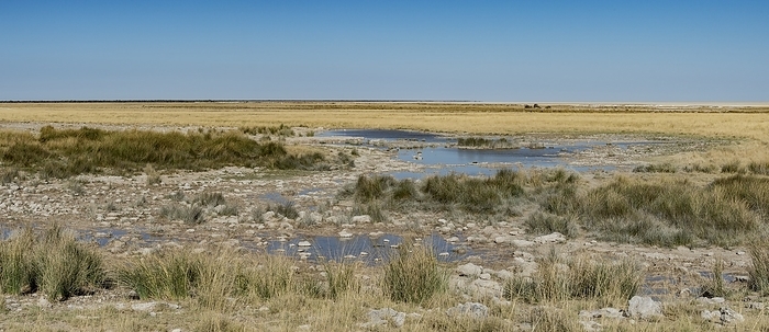 Charitsaub waterhole Charitsaub waterhole in Etosha National Park, Namibia. Charitsaub is an artesian spring on the plains west of Halali restcamp that sometimes dries up late in the dry season., Photo by TONY CAMACHO SCIENCE PHOTO LIBRARY
