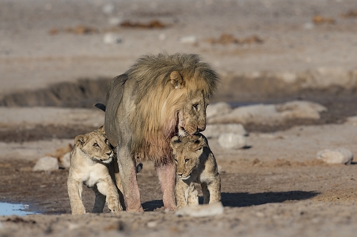 Male lion with cubs Male lion  Panthera leo  being affectionate with his two cubs. Photographed in Etosha national park, Namibia, Southern Africa., Photo by TONY CAMACHO SCIENCE PHOTO LIBRARY
