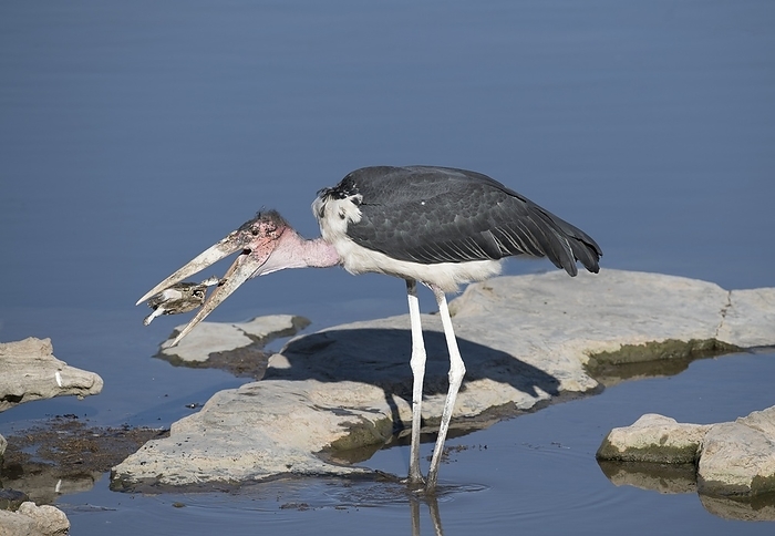Marabou stork with terrapin prey Marabou stork  Leptoptilos crumeniferus  killing and eating a Marsh Terrapin Side necked Terrapin  Pelomedusa subrufa , which it had caught at the waterhole. This large stork mostly specialises in scavenging, competing with vultures for carcasses and human rubbish. However, it also takes live prey such as fish, rats, small and young birds and terrapins. It roosts and nests in colonies. The marabou stork, which is around 150 centimetres tall, is found in sub Saharan Africa. Photographed at the Moringa waterhole, adjacent to the Halali restcamp, in Etosha National Park, Namibia., Photo by TONY CAMACHO SCIENCE PHOTO LIBRARY