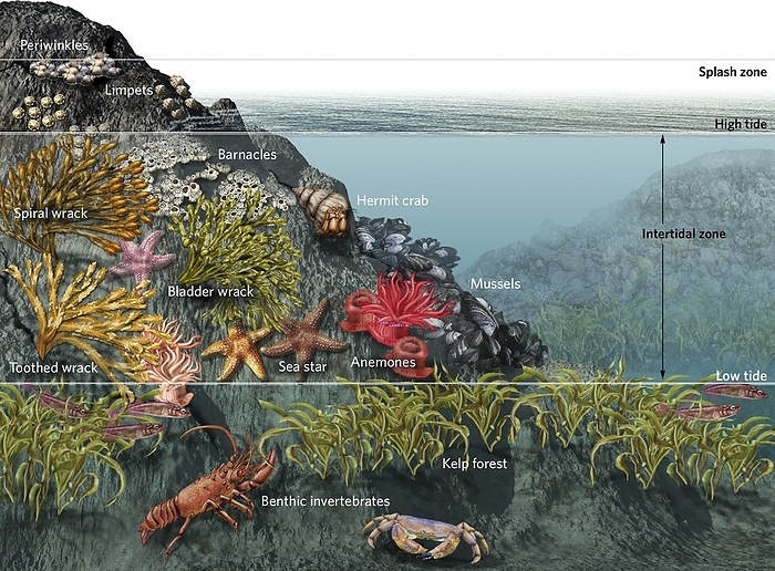 Tide pool ecosystem, illustration Illustration showing the animals and algae found in different zones in a tide, or rock, pool. Tides pools are found in the intertidal zone of rocky shores. They are separate bodies of water at low tide, but are flooded with water during high tide. Organisms within a tide pool have to be adaptable to the often changing environment., Photo by NICOLLE R. FULLER SCIENCE PHOTO LIBRARY