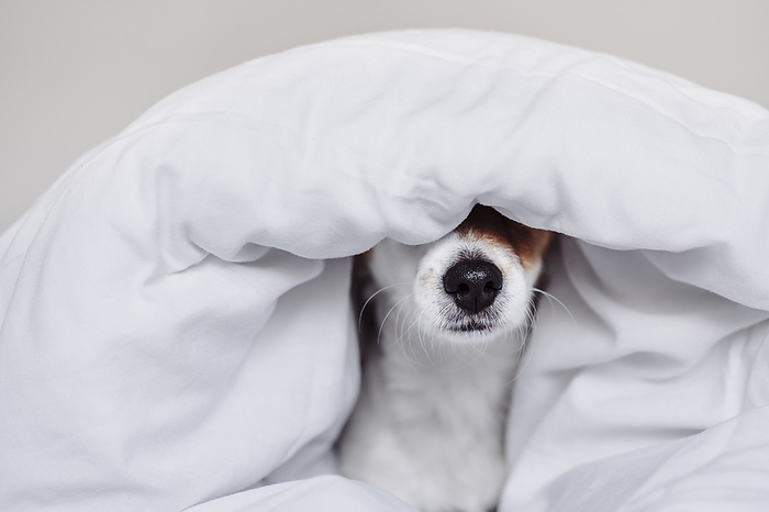 Cute Jack Russell dog covered with white duvet