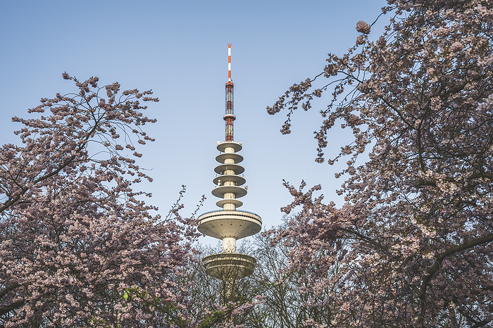 Germany, Hamburg, Heinrich Hertz Tower with blooming cherry blossoms in foreground