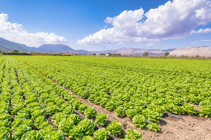 Fresh green lettuce growing on farm in Zafarraya, Andalucia, Spain, Europe