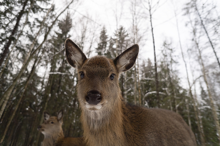Moscow, Russia. deer farm Brown deer in winter forest