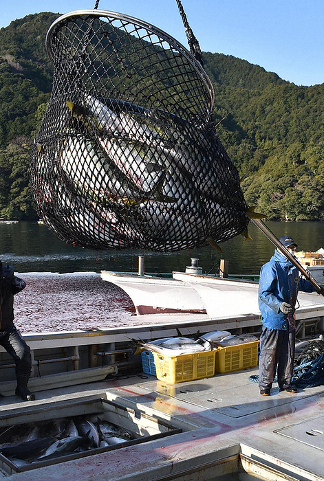Yellowtail being transferred from the bottom of the boat to a large net and landed Yellowtail being transferred from the bottom of a ship to a large net and landed in Kuki Town, Owase City, Mie Prefecture, Japan, on the morning of March 10, 2022. 7:50 a.m., photo by Emi Shimomura