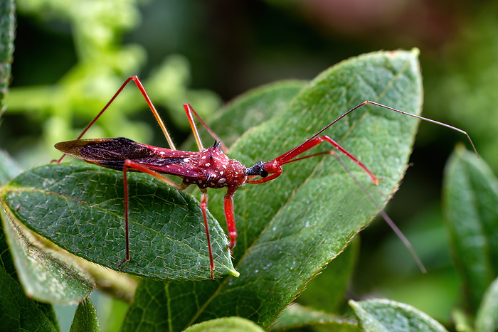 Chongqing mountain ecological -- assassin bugs