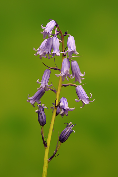 Spanisches Hasengloeckchen Spanish Bluebell,  Hyacinthoides hispanica , blooming flower, Ellerstadt, Germany, Europe