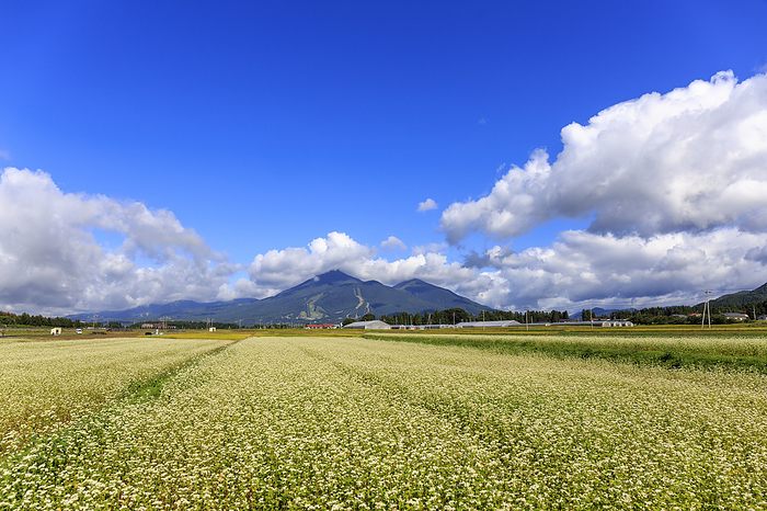 Buckwheat blossoms bloom Bandai-san Inawashiro town, Fukushima Prefecture