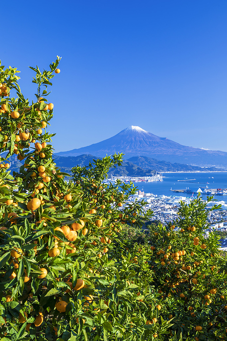 Nihon Taira Mandarin Orchard and Mt.