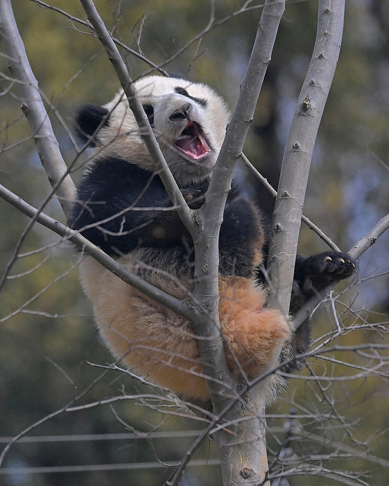 Female  Rayleigh  with twin giant bandaids yawning in a tree at a press release. Female  Reirei,  twin giant bandaids yawning in a tree at the Ueno Zoo in Taito Ward, Tokyo, March 2022, after a press release. Photo by Koichiro Tezuka on March 23