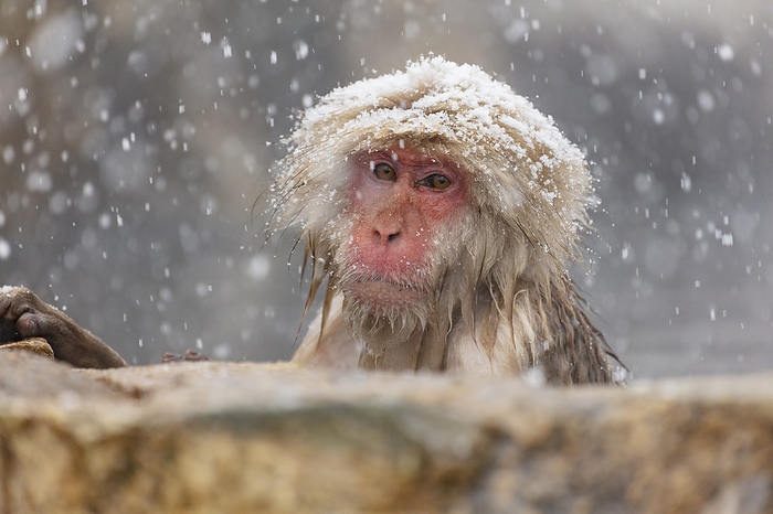Snowy Jigokudani Monkey Park, Nagano Prefecture