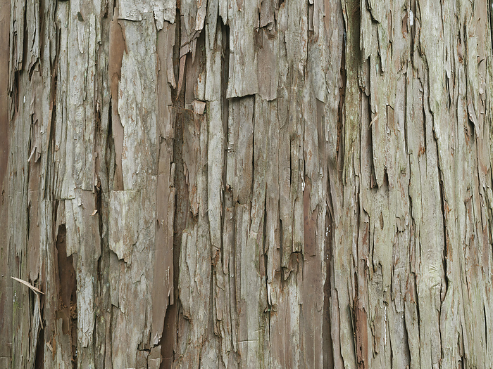 Hinoki (Japanese cypress) Background material.