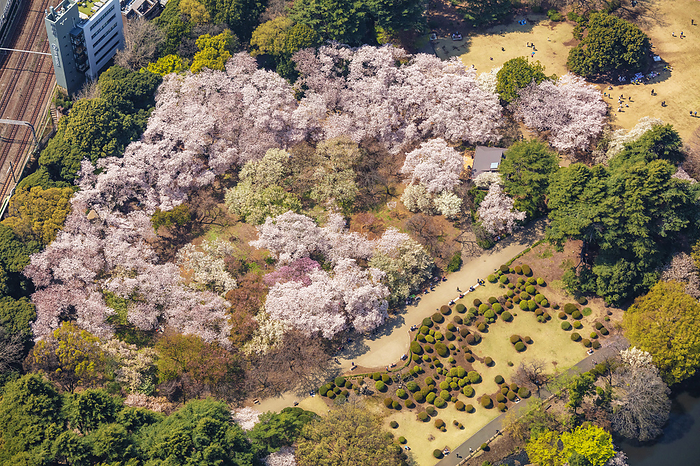 Aerial view of Shinjuku Gyoen (cherry blossoms), Shinjuku-ku, Tokyo