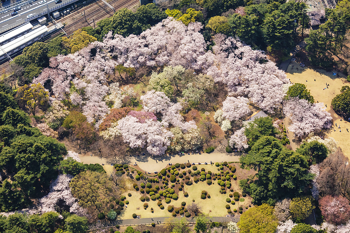 Aerial view of Shinjuku Gyoen (cherry blossoms), Shinjuku-ku, Tokyo