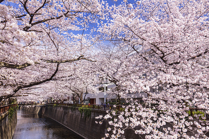 Cherry blossoms at Meguro River, Tokyo Sakura Bridge photographed from Bessho Bridge