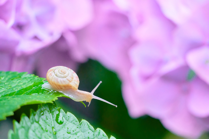 Pink hydrangea flowers drenched in rain and a lone snail on a leaf
