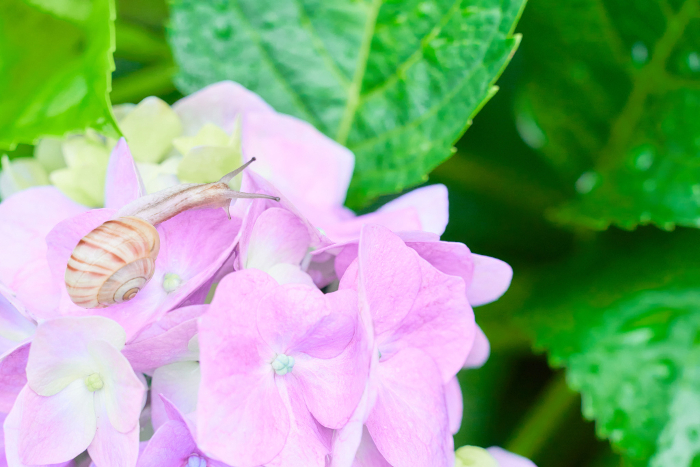 Pink hydrangea flowers and a lone snail