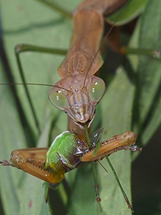 Giant praying mantis preying on a silkmoth Gnawing on the hind legs.
