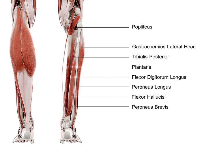 Lower leg muscles, illustration Lower leg muscles, illustration., by SEBASTIAN KAULITZKI SCIENCE PHOTO LIBRARY