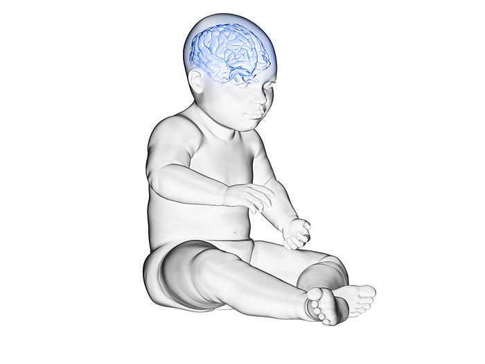 Illustration of the brain of a baby Illustration of the brain of a baby., by SEBASTIAN KAULITZKI SCIENCE PHOTO LIBRARY