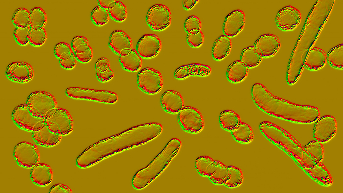 Bacteria of different shapes, illustration Illustration of bacteria of different shapes, including cocci and rod shaped bacteria., by KATERYNA KON SCIENCE PHOTO LIBRARY