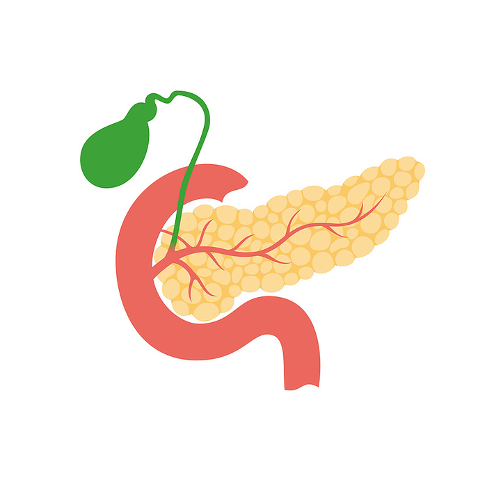 Pancreas and gallbladder, illustration Illustration of pancreas  yellow  and gallbladder  green . The pancreas is an organ crucial for regulating blood sugar levels and digestion. The gallbladder stores and concentrates bile., by PIKOVIT   SCIENCE PHOTO LIBRARY