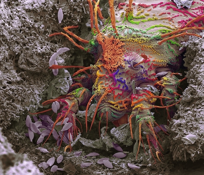 Soil mite, SEM Soil mite. Coloured scanning electron micrograph  SEM  of a soil mite. This mite is typically found in moss and leaf litter. Mites are a highly adaptable group that are related to spiders and have eight legs. Some mite species are parasites, while soil mites form part of the great diversity of organisms that contribute to the breakdown of plant material. Purple fungal spores are also present. Magnification: x150 when printed at 10 centimetres wide., by STEVE GSCHMEISSNER SCIENCE PHOTO LIBRARY