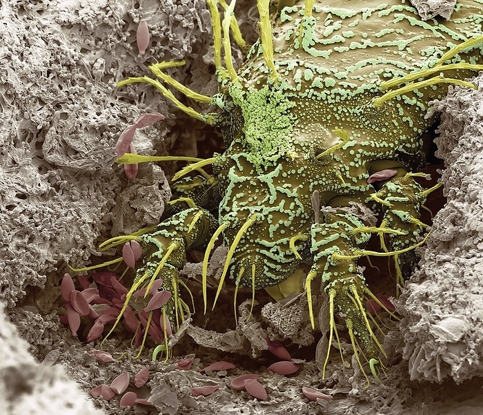 Soil mite, SEM Soil mite. Coloured scanning electron micrograph  SEM  of a soil mite. This mite is typically found in moss and leaf litter. Mites are a highly adaptable group that are related to spiders and have eight legs. Some mite species are parasites, while soil mites form part of the great diversity of organisms that contribute to the breakdown of plant material. Red fungal spores are also present. Magnification: x150 when printed at 10 centimetres wide., by STEVE GSCHMEISSNER SCIENCE PHOTO LIBRARY