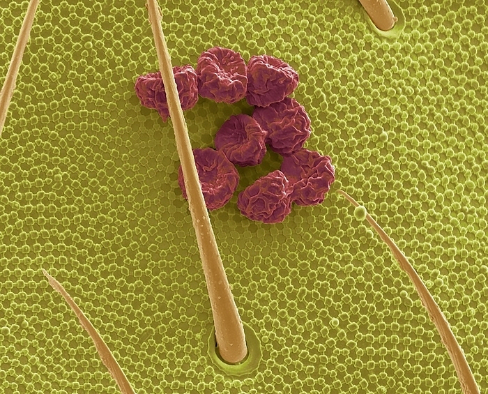 Fungal spores on springtail skin, SEM Fungal spores on springtail skin, coloured scanning electron micrograph  SEM . Springtails are primitive hexapods that are no longer considered to be insects. They have existed unchanged for millions of years, and are considered living fossils. They live mainly in leaf litter, and feed on decaying organic matter. They take their name from their ability to flick their tail downwards, causing them to leap in the air in order to avoid predators. Springtail skin is covered in a hexagonal or rhombic comb like pattern of nanocavities that effectively repel liquids and protect them against suffocation in wet conditions as they breath largely through their skin and not trachea. Magnification: x800, when printed 10 cm wide., by STEVE GSCHMEISSNER SCIENCE PHOTO LIBRARY