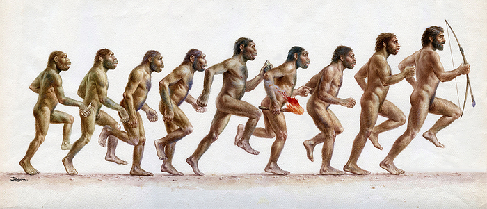 Stages in human evolution, illustration Stages in human evolution, illustration. From left to right are: Australopithecus afarensis, which lived in East Africa 3.9 and 2.9 million years ago  Australopithecus africanus, which lived in southern Africa 3.3 to 2.1 million years ago  Paranthropus robustus, which lived in southern Africa around 2.2 to 1 million years ago  Paranthropus boisei, which lived in East Africa around 2.3 to 1.2 million years ago  Homo habilis, which lived in East Africa around 2 to 1.6 million years ago  Homo erectus, which lived in Africa and Asia between 1.9 million and 143,000 years ago  archaic Homo sapiens  Homo neanderthalensis, which lived in Europe and western Asia between 230,000 and 29,000 years ago  finally a Homo sapiens, or modern human., by CHRISTIAN JEGOU SCIENCE PHOTO LIBRARY
