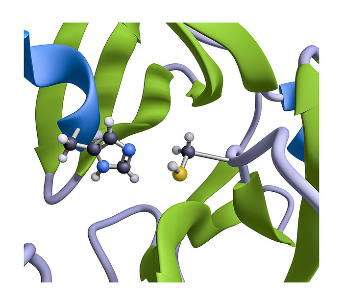 Cysteine protease active site of the SARS-CoV-2 main protease, molecular model. The active site of the SARS-CoV-2 main protease is a catalytic dyad of cysteine and histidine side chains, shown here in ball-and-stick style. This cysteine protease motif is common in biochemistry. Atoms are colour-coded: carbon is black, hydrogen is white, nitrogen is blue, and sulphur is yellow., by GREG WILLIAMS/SCIENCE PHOTO LIBRARY