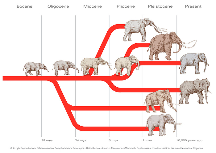 Elephant evolution, illustration Elephant evolution, illustration. Ten species are shown over six geologic time periods from 55 million years ago to the present. The ancestor species is Palaeomastodon  far left, in the Eocene , which evolves into Gomphotherium  in the Oligocene , Primelaphus  in the Miocene  and then Deinotherium  in the Pliocene . This main line leads to Elephas  the Asian elephant  and Loxodonta  the African elephant  in the present  far right . Mammut  the mastodon  and Stegodon evolve in the Oligocene, becoming extinct in the Pleistocene  lower right . Anancus evolves in the Miocene, becoming extinct in the Pliocene  upper right . Mammuthus  the mammoth  evolves in the Pliocene and becomes extinct in the Pleistocene  upper right ., by GARY HINCKS SCIENCE PHOTO LIBRARY