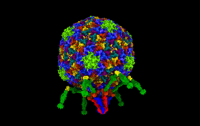 T7 bacteriophage, computer model Computer model of a T7 bacteriophage, a virus that infects and kills Escherichia coli. The virus has an icosahedral head and six tail fibers which it uses to attach to the host cell surface, and the phage DNA is injected into the cell through the sheath. It instructs the host to build copies of the phage., by Dr. Victor Padilla Sanchez, PhD   Washington Metropolitan University SCIENCE PHOTO LIBRARY