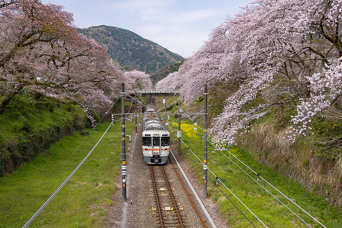 Cherry blossoms on the JR Gotemba Line Yamakita-cho, Kanagawa Prefecture